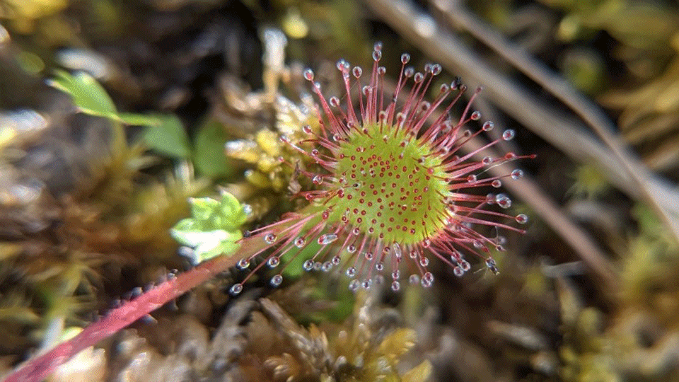 the sundew plant