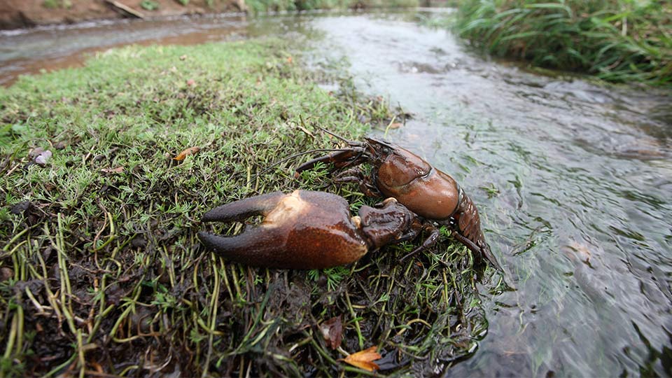 Signal Crayfish