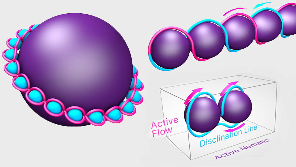 Dr Shendruk will use Loughborough’s HPC to generate simulations, similar to the schematics pictured, to computationally model what happens when passive colloids are put in ‘living’ liquid crystals. 