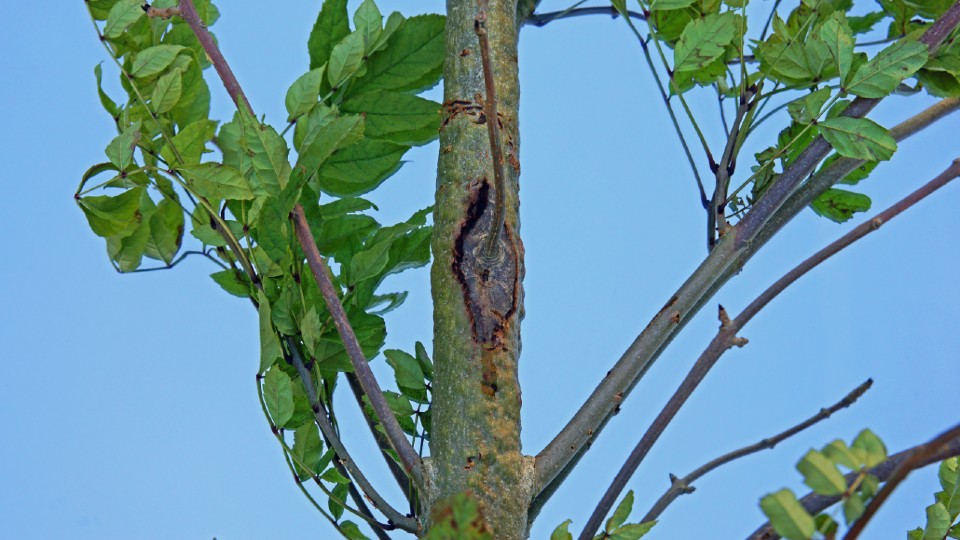 Ash dieback, Painswick Beacon, The Cotswolds, Gloucestershire, UK – Image courtesy of Getty.