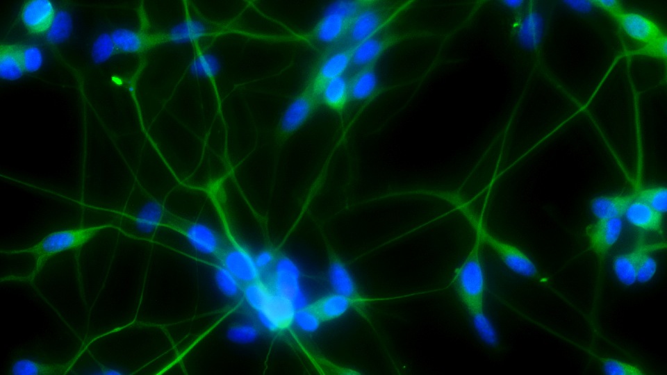 living neuronal cell circuits grown in the lab