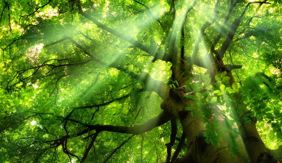 Sunlight falling through a tree 