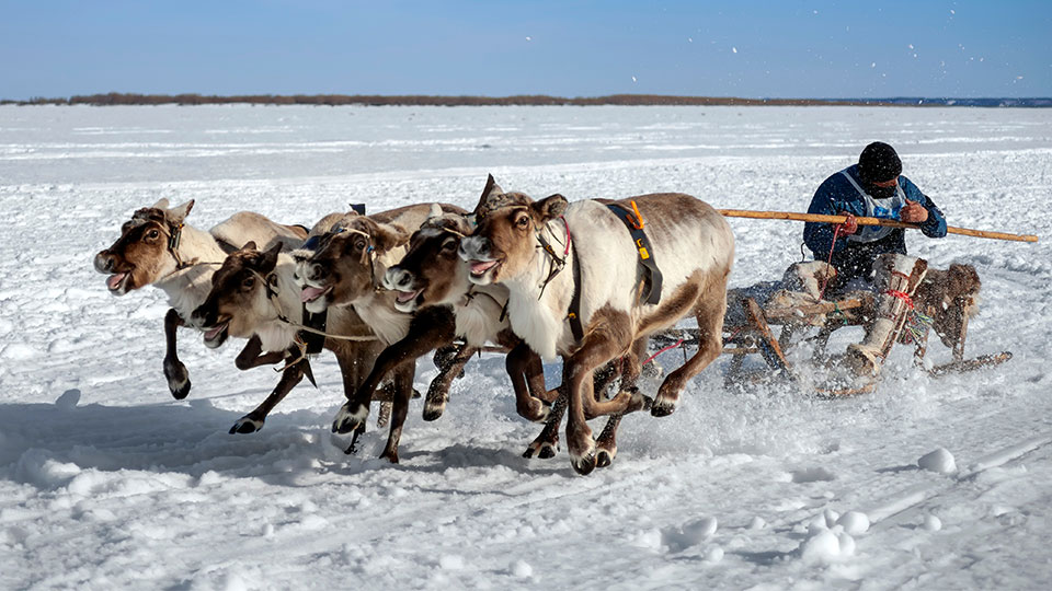 A man pulling a sled while leading a group of reindeer across a snowy landscape.