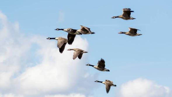 flying geese