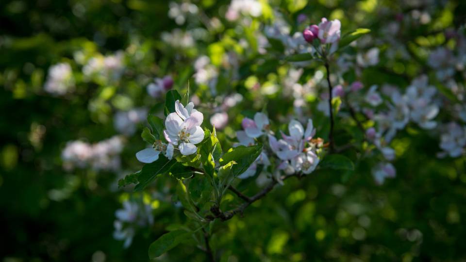 Photo of flowers in Burleigh Wood