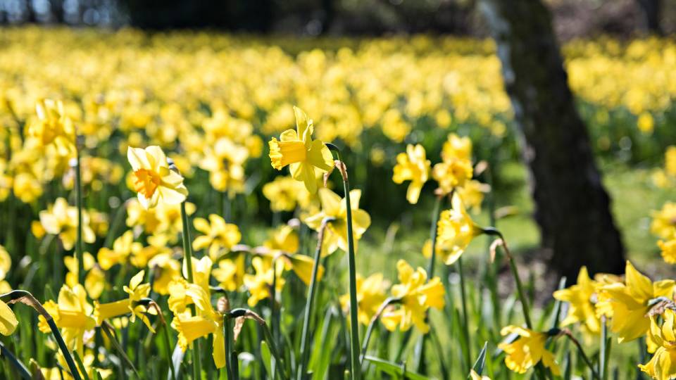 A group of daffodils on campus.