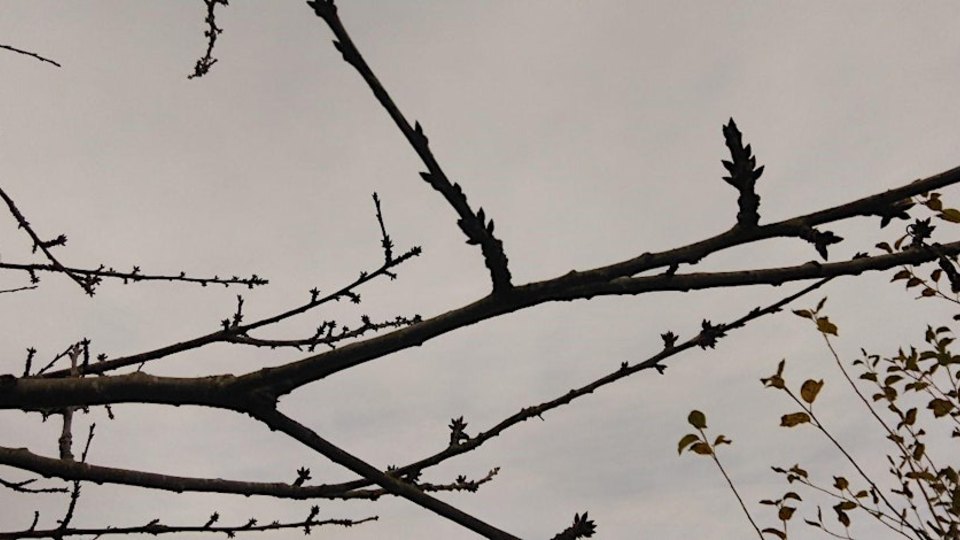 Close-up of tree branches on a dark winter day.